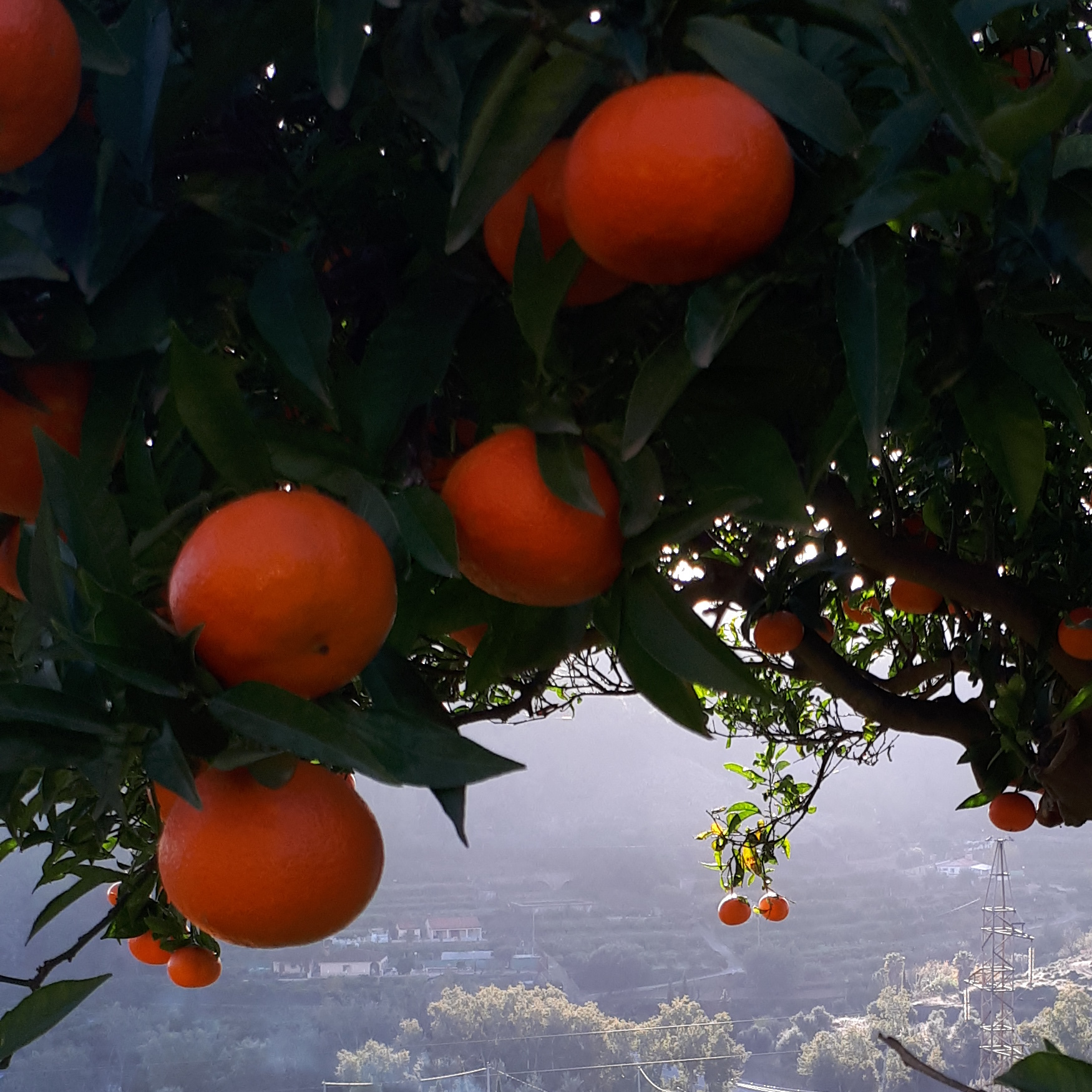 Mandarina Clemenvilla
