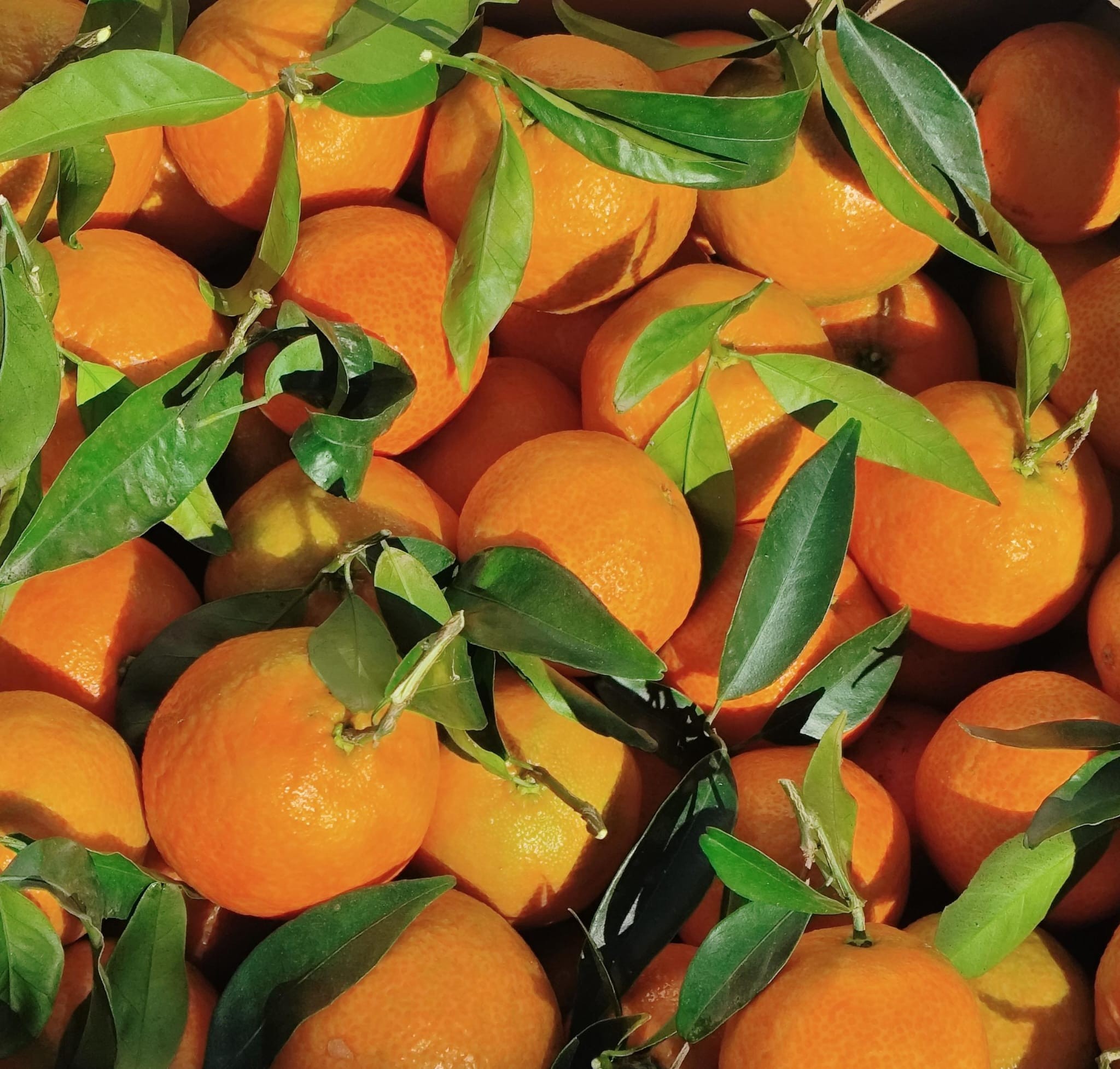 clementinas de la terreta