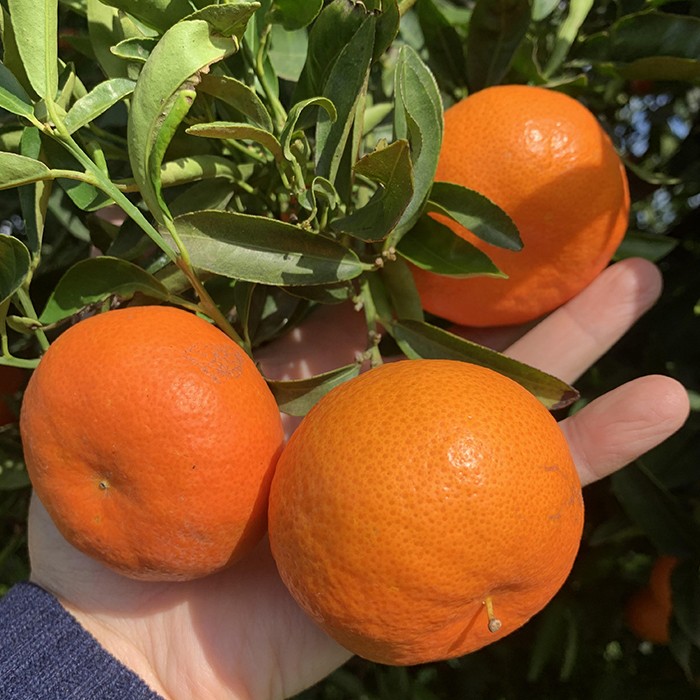 Mandarina Clememvilla