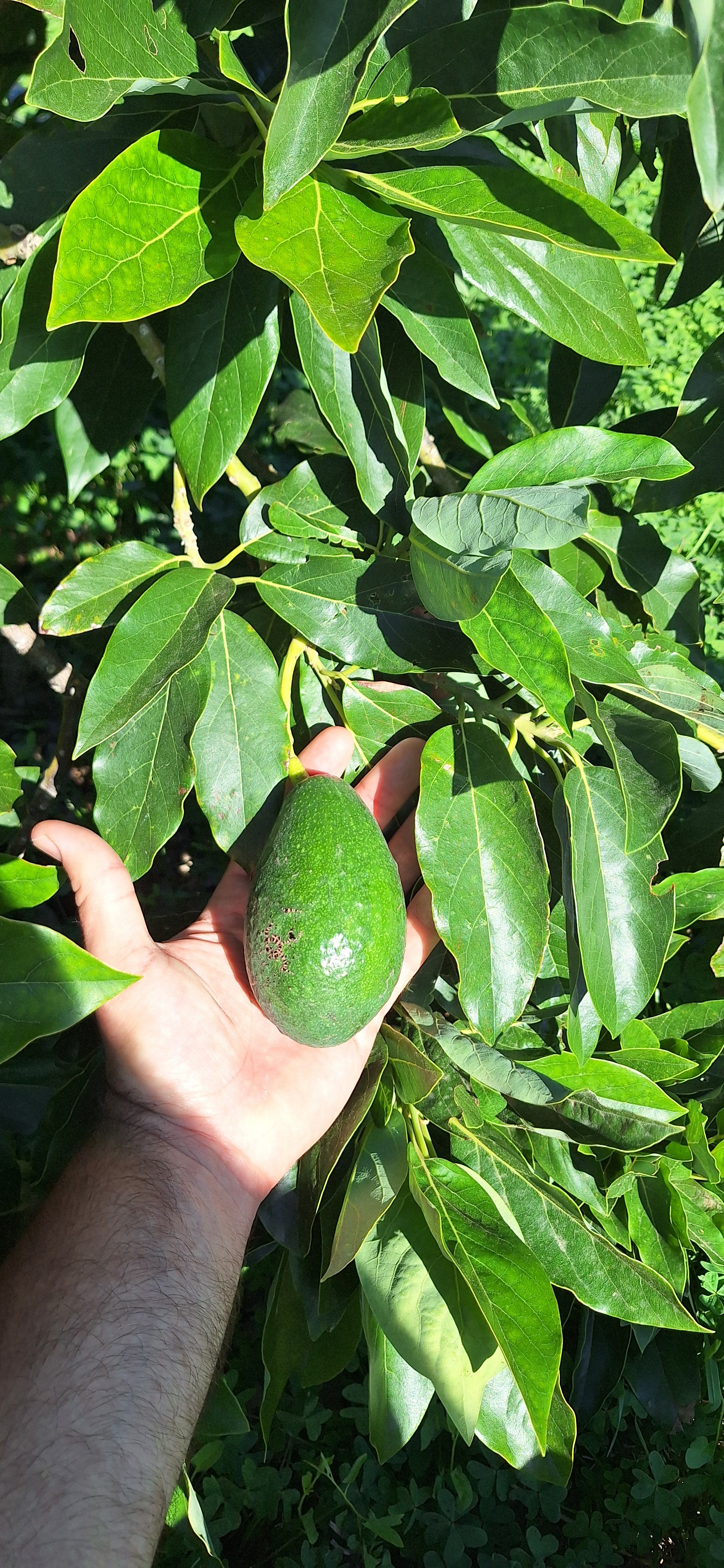 aguacate Bacon Ecològic